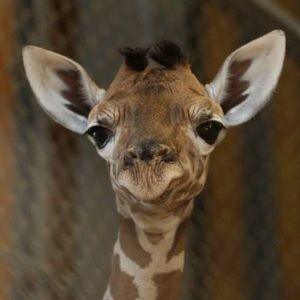 Meet your Posher, Grace